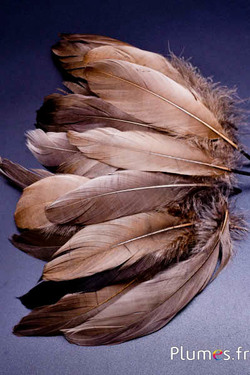 Oie - 13-18 cm - terre